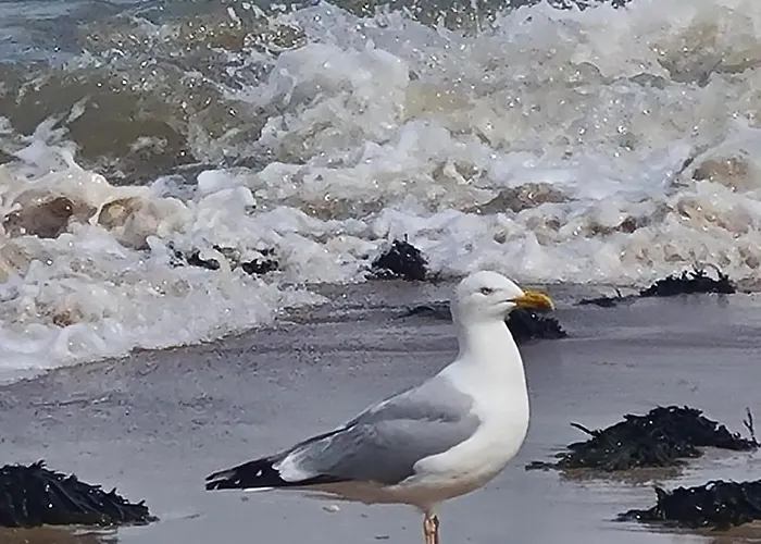 Lägenhet La Gardiniere